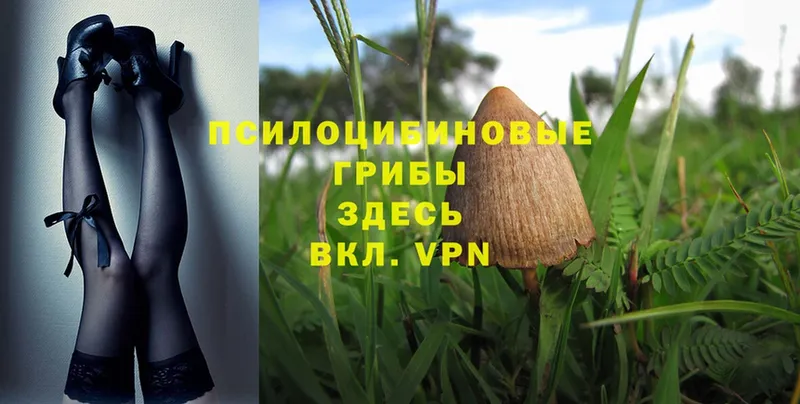 MEGA зеркало  Шелехов  Галлюциногенные грибы MAGIC MUSHROOMS 